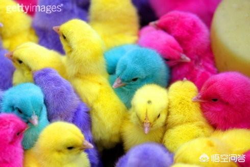 高档另类宠物图片:为什么有人会从国外购买蜘蛛、蜥蜴、蛇之类的稀有宠物？