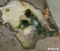 仔猪传染性脑脊髓炎:鸡产蛋下降综合症是什么病，鸡产蛋下降综合症防治？