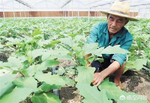 种植茄子要怎么整枝 侧枝怎么预留呢 头条问答
