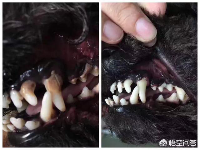 惠比特犬体味重吗:体味很大的狗狗都有哪些？