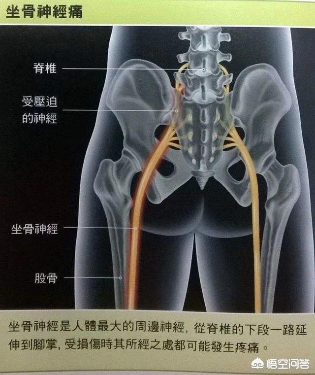 有誰幫配解剖圖解釋下?(15個回答)