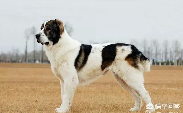 马士提夫獒犬比特犬:世界上的四大金刚猛犬是哪四种狗？为什么？