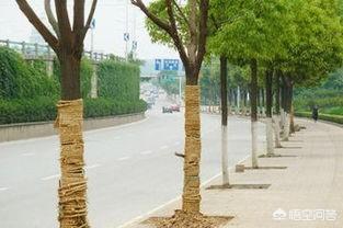 福州街道香樟树的特点:香樟树可以在豫北种植吗？怎么样才能提高成活率？