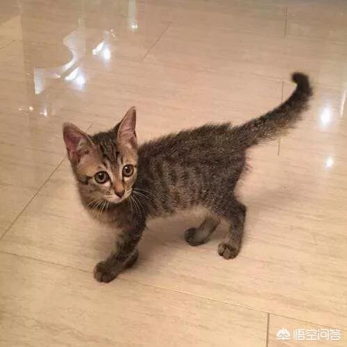 西伯利亚森林猫过敏:养猫的人对猫毛过敏是什么体验？