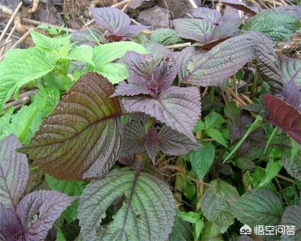 衢州枝群油脂有限公司:衢州市东港油脂有限公司介绍？