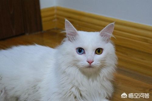 狮猫是怎么运用:狮子猫尿频尿急要及时对付吗，狮子猫尿频尿急会好吗？