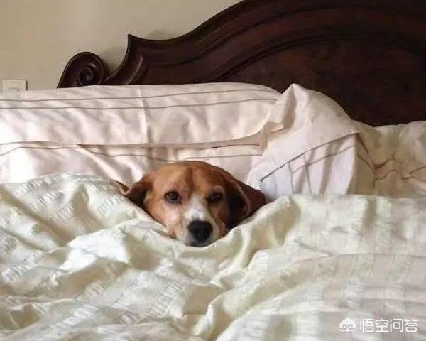 吹替宠物的秘密生活:催眠是心理暗示吗，它是否可以激发人类内心的潜意识？