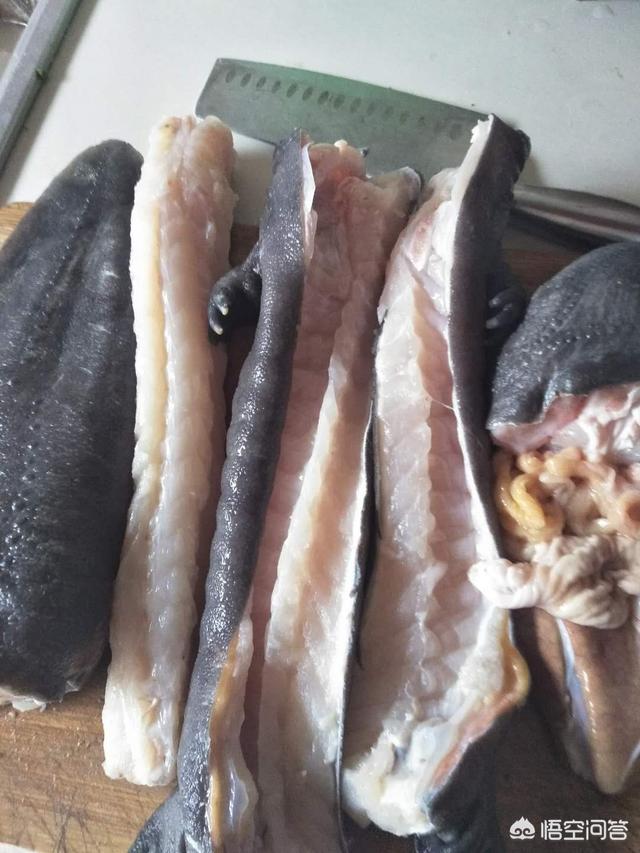 大鲵图片:娃娃鱼怎么做既方便又好吃