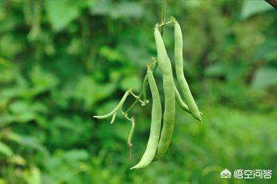 九月多吃四季豆对身体有好处吗，什么时候种四季豆合适有哪些注意事项