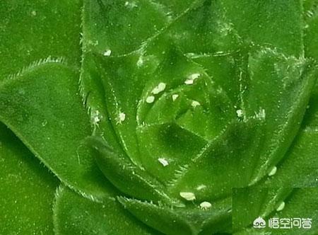 黑色介壳虫怎么根除:黑色介壳虫怎么消灭最简单的方法 杨树苗上面有黑壳虫子打什么药好？