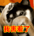 去泪痕宠物食品配方:狗狗有泪痕吃什么药比较好？