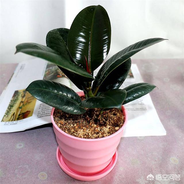 印度橡皮树如何叶插:橡皮树底部发了许多小芽是什么情况？