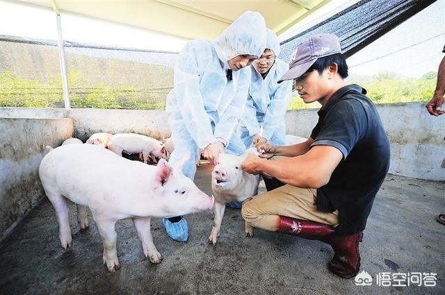 兽用狂犬疫苗种类:在农村养猪常用的疫苗有哪些？如何正确使用疫苗？