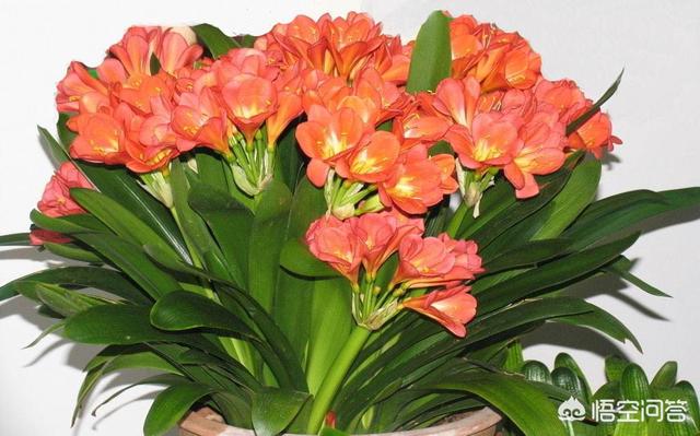 石蒜科的换锦花:君子兰开花用什么肥料催花？