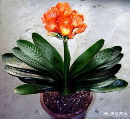 石蒜科的换锦花:君子兰开花用什么肥料催花？