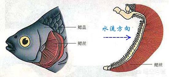 没有狗活不下去 下载:为什么有些鱼被钓上来再放回水里，它也活不长？ 没有狗就活不下去漫画 下载