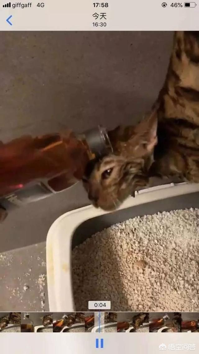 何兴丽摔狗案件:中国留学生虐猫被控告，你怎么看？