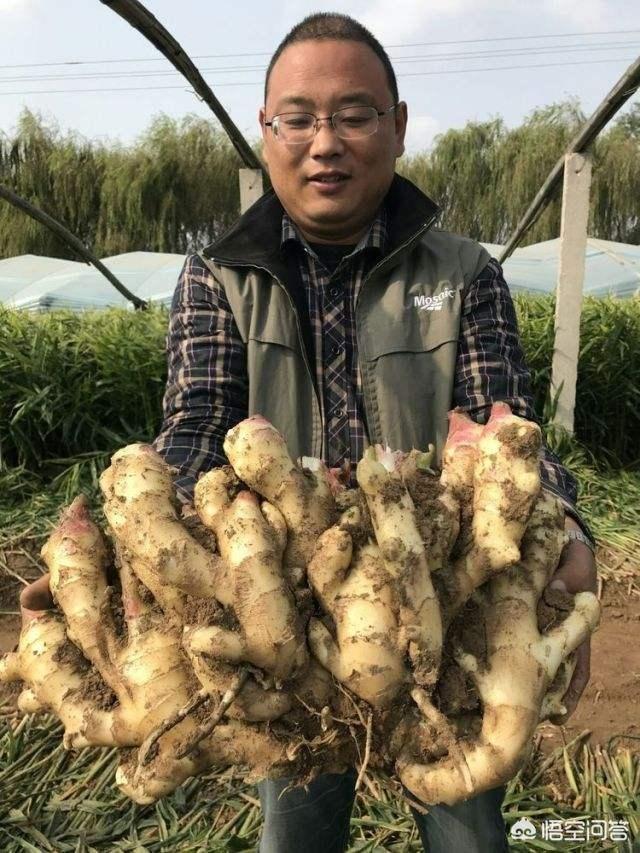 秋田犬八千今天巡视微风花市:去云南旅游一次大概需要花多少钱？