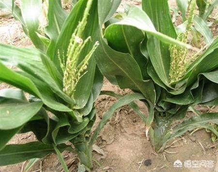 细小是什么病用什么药:玉米粗缩病用什么药可以防治？ 狗细小病用什么药治疗