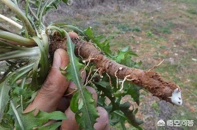 蒲公英根泡水喝的功效,蒲公英的根和叶子，哪个功效好？
