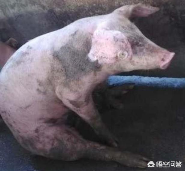 猪弓形体病治疗:生猪出现高烧41℃，持续不退，是什么原因导致？该怎样治疗？
