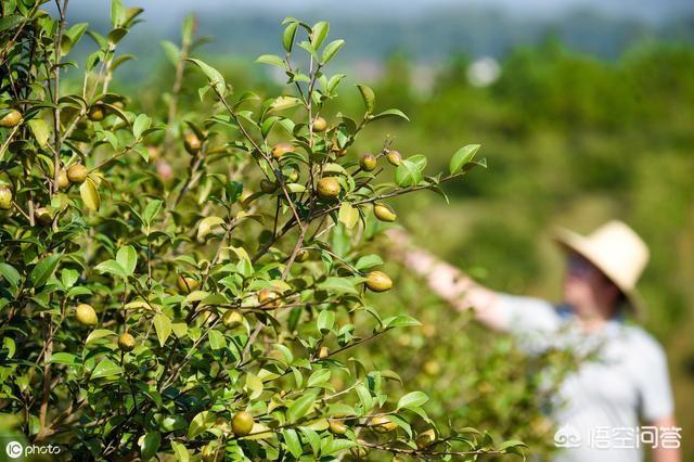 创业茶，现在开茶叶加工厂前景怎么样呢