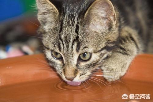 埃及猫:埃及猫尿不出来正常吗？埃及猫尿不出来有解决办法吗？