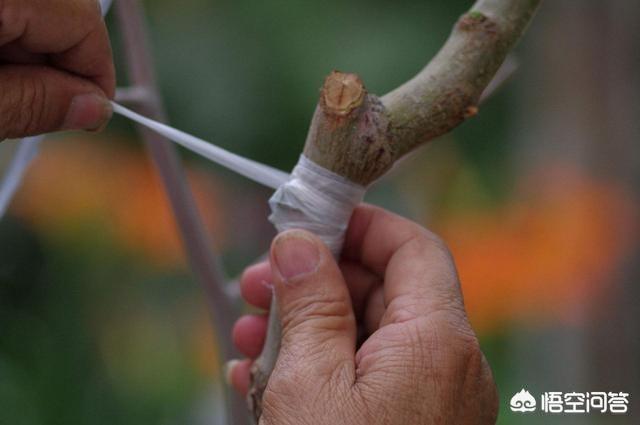 嫁接的意思:嫁接令箭荷花与不嫁接有什么区别？