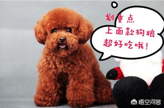比格犬性格公泰迪绝育:泰迪到底要不要做绝育手术？