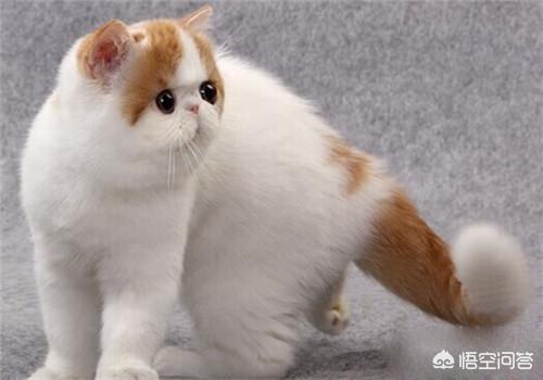 猫咪血尿可自己好么:加菲猫尿尿出血可以治愈吗？