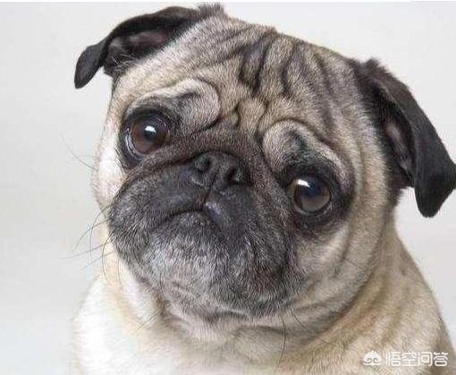 法国斗牛犬母很难养吗:饲养法国斗牛犬会遇到什么问题？