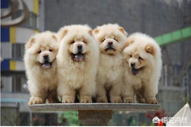 一位忠诚的守望犬:什么狗狗最忠诚，会为主人卖命一辈子？