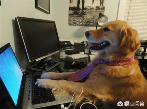 一位忠诚的守望犬:什么狗狗最忠诚，会为主人卖命一辈子？