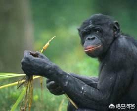 人类什么时候可以治疗艾滋病？