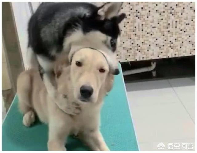 萌狗:#萌星人成长记#养一只戏精狗是什么体验？