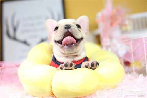 小狗有点拉稀怎么办:两岁的狗狗拉稀水该怎么办？