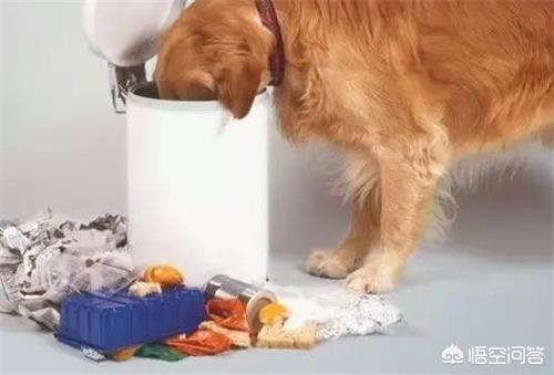 小狗有点拉稀怎么办:两岁的狗狗拉稀水该怎么办？