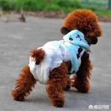 金丹犬外阴:金丹犬厉害吗 狗狗下体红肿还带血是什么情况？