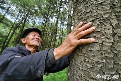 韩松洞:华山松有什么特点它有什么作用