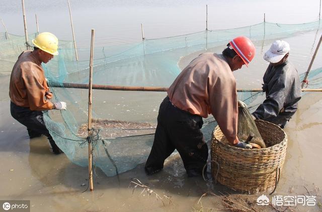 南美水族论坛:南美白对虾养殖过程中，如何通过水色判断水质？