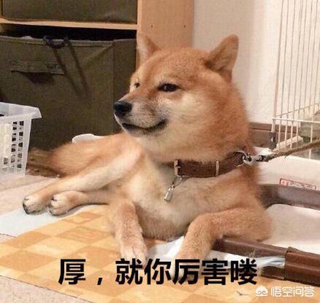 柴犬图片 漫画:饲养柴犬的人并不多，是因为什么原因呢？