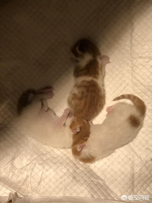 我们家猫咪快要生了，跟前跟后的一直望着我叫，给猫粮也不吃了。是什么原因？插图2