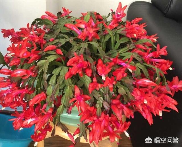 蟹爪兰图片养护:蟹爪兰什么时候施肥比较好？需要注意什么？