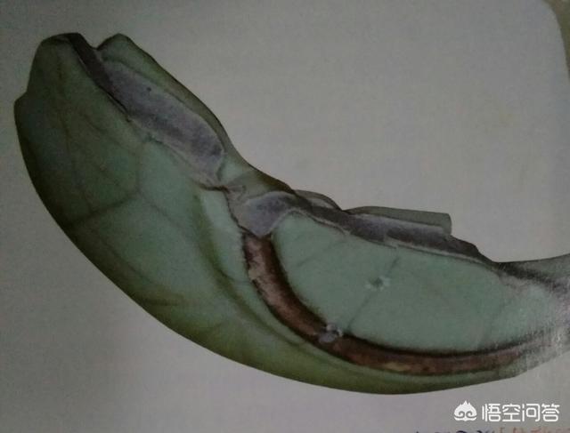 宋代官窖灵异事件:如何鉴定宋代官窑的真假？