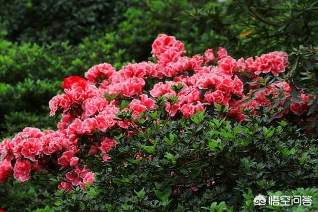 李先念子女:妈妈很节俭总是偷偷吃剩饭剩菜，该怎么办？