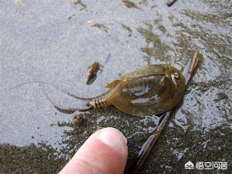 巨大象鸟:为什么远古时期的生物体型都非常巨大，现在的比较小？