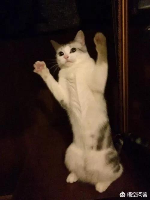 萨凡纳猫萌宠成长记:女铲屎官让孩子和猫咪在一起生活遭谩骂，小孩真不能与猫生活吗？ 萌宠成长记萨凡纳猫喂奶