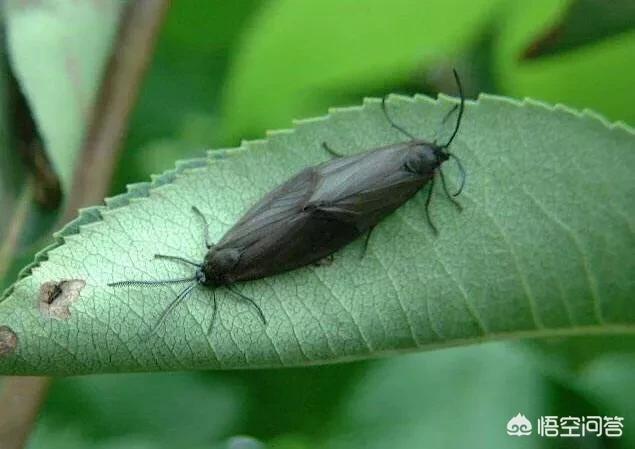 黑乎乎毛虫是害虫吗，在农村种植梨树怎么防治梨星毛虫