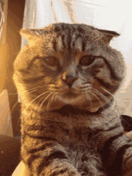 猫泛白细胞减少症传染:长毛猫呕吐拉稀食欲差怎么回事？