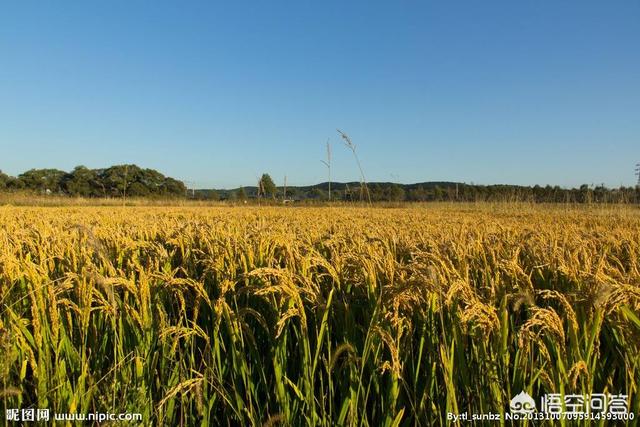 秋田蕗南方能种吗:苹果不适合种植在南方的主要因素有哪些？